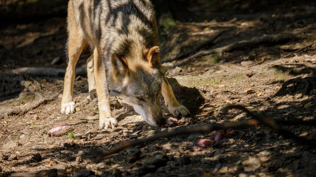 A wild wolf feasting in a sunlit forest setting, highlighting its natural predatory behavior.